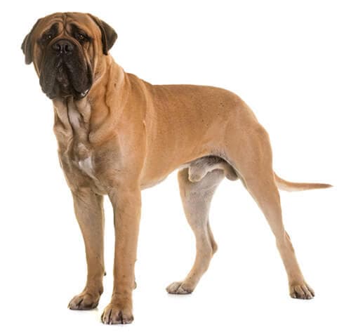 /perros/BREED Hero_0030_Bullmastiff.jpg