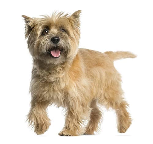 /perros/BREED Hero_0031_Cairn_terrier.jpg