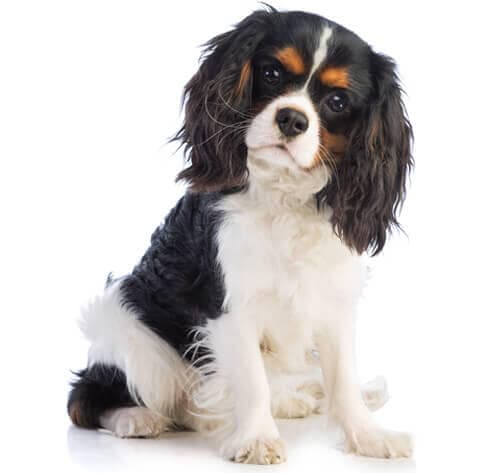 /perros/BREED Hero_0032_king_charles_spaniel.jpg