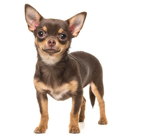 /perros/BREED Hero_0034_chihuahua_smooth.jpg