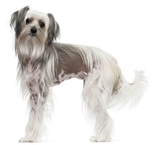 /perros/BREED Hero_0035_chinese_crested.jpg