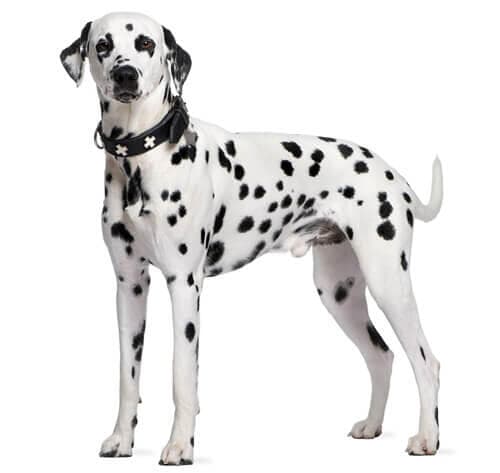 /perros/BREED Hero_0044_dalmatian.jpg