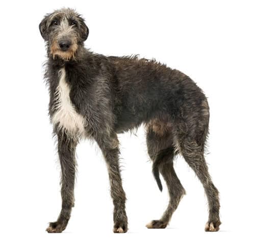 /perros/BREED Hero_0045_deerhound.jpg