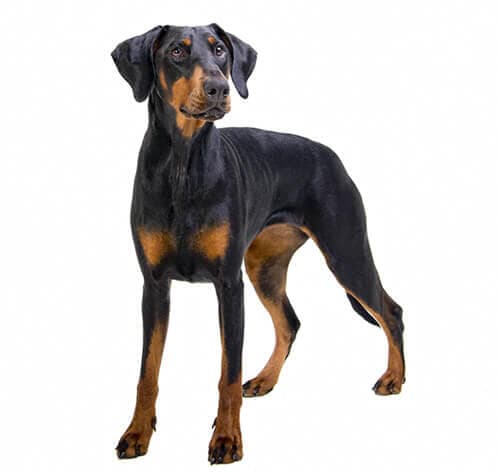 /perros/BREED Hero_0046_doberman.jpg