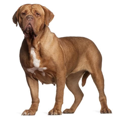 /perros/BREED Hero_0047_dogue de bordeaux (1).jpg