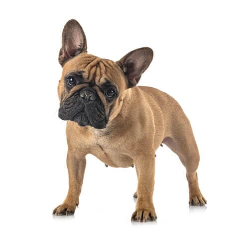 /perros/BREED Hero_0051_french_bulldog.jpg