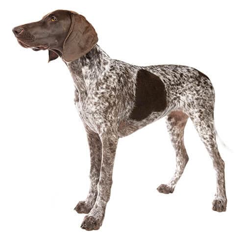 /perros/BREED Hero_0054_german_shorthaired_pointer.jpg