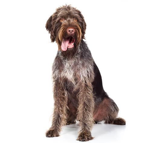 /perros/BREED Hero_0057_german_wirehaired_pointer.jpg