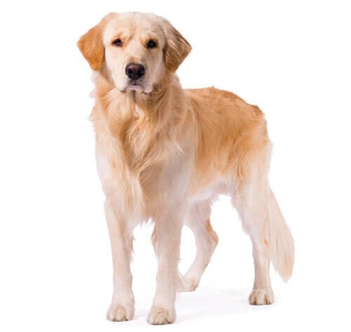 /perros/BREED Hero_0059_golden_retriever.jpg