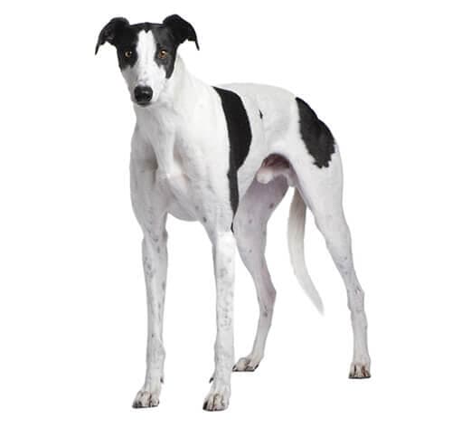 /perros/BREED Hero_0062_greyhound.jpg