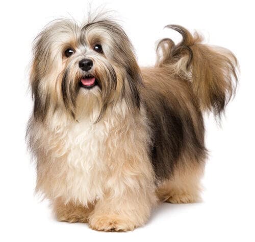 /perros/BREED Hero_0064_havanese.jpg