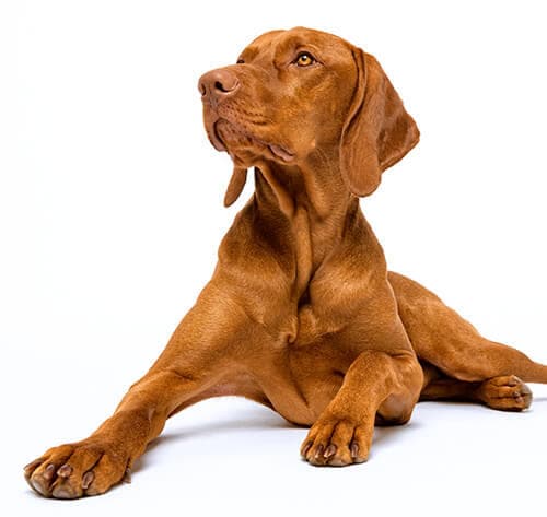 /perros/BREED Hero_0067_hungarian_vizsla.jpg