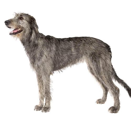 /perros/BREED Hero_0071_irish_wolfhound.jpg