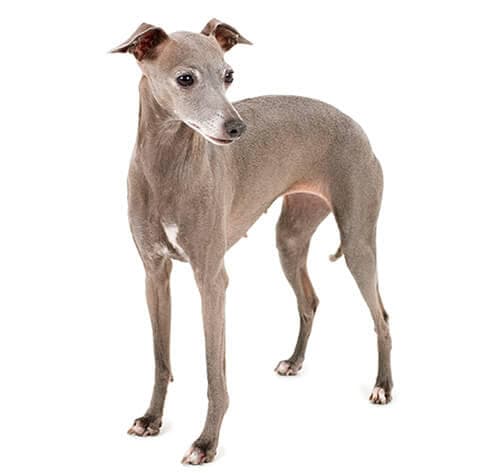 /perros/BREED Hero_0072_italian_greyhound.jpg