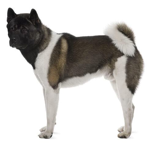 /perros/BREED Hero_0074_japanese_akita.jpg