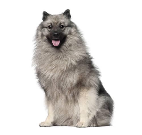 /perros/BREED Hero_0076_keeshond.jpg