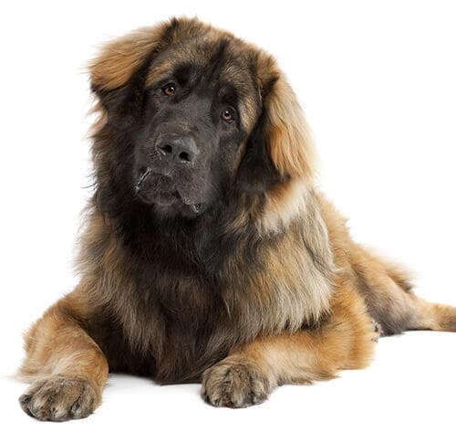 /perros/BREED Hero_0078_leonberger.jpg