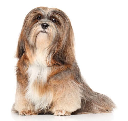 /perros/BREED Hero_0079_lhasa_apso.jpg