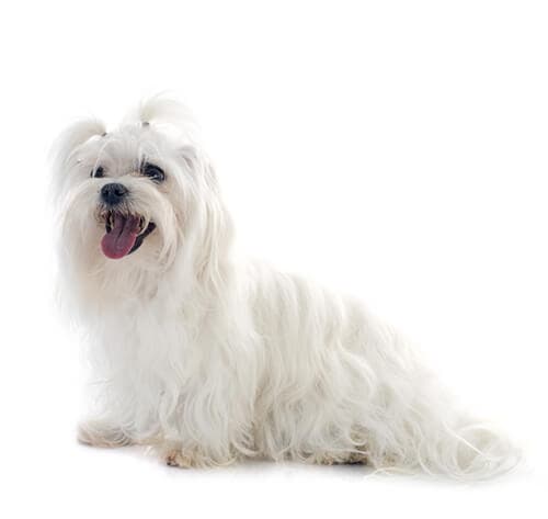 /perros/BREED Hero_0080_maltese.jpg