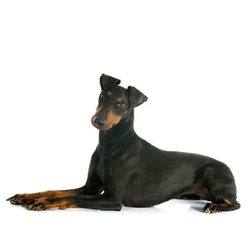 /perros/BREED Hero_0081_manchester_terrier.jpg