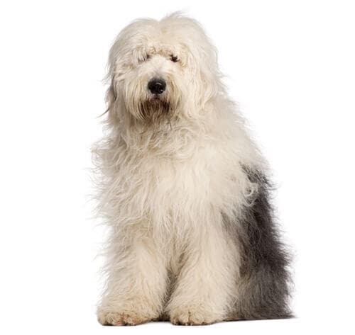 /perros/BREED Hero_0091_old_english_sheepdog.jpg