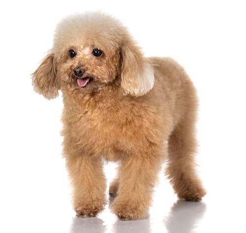 /perros/BREED Hero_0096_poodle_toy.jpg