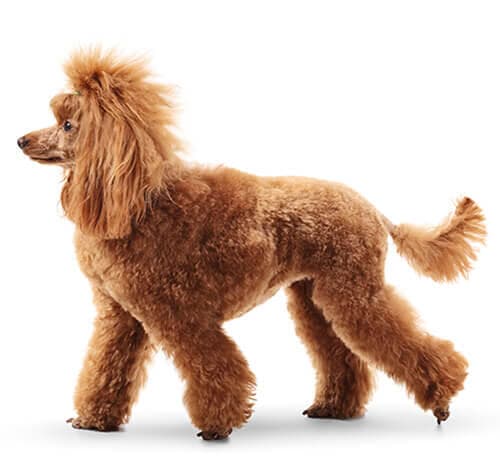 /perros/BREED Hero_0097_poodle_standard.jpg