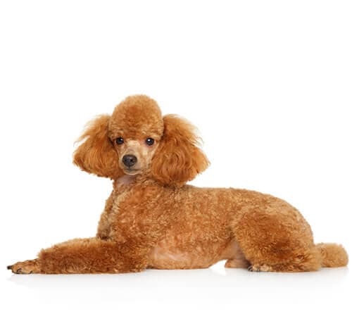 /perros/BREED Hero_0098_poodle_miniature.jpg