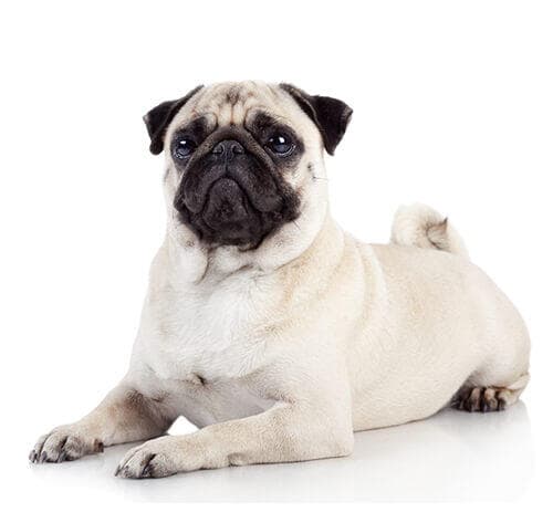 /perros/BREED Hero_0100_pug.jpg