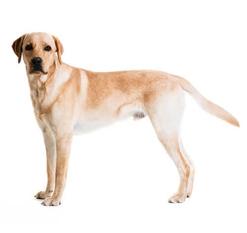 /perros/BREED Hero_0106_retriever_labrador.jpg