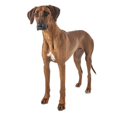 /perros/BREED Hero_0108_rhodesian_ridgeback.jpg