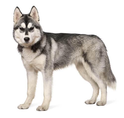 /perros/BREED Hero_0118_siberian_husky.jpg