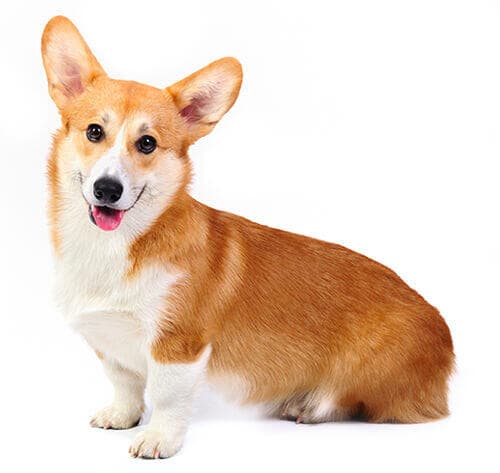 /perros/BREED Hero_0137_welsh_corgi_pembroke.jpg