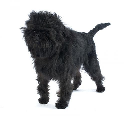 /perros/affenpinscher.jpg