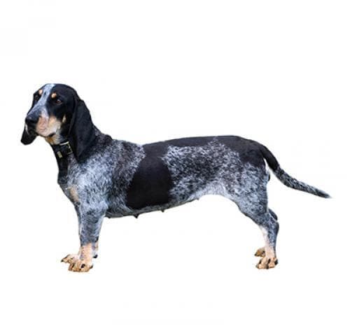 /perros/basset_bleu_de_gascogne.jpg