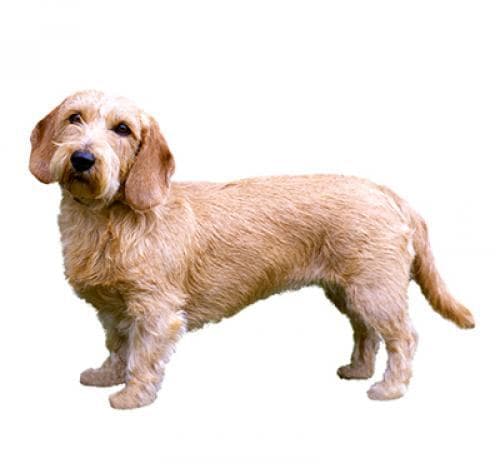 /perros/basset_fauve_de_bretagne.jpg