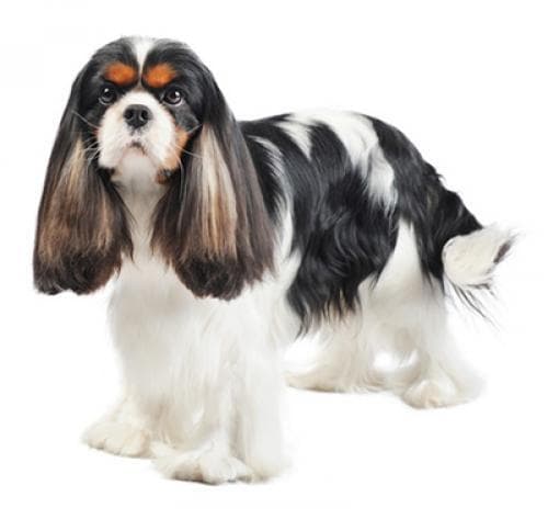 /perros/cavalier_king_charles_spaniel.jpg