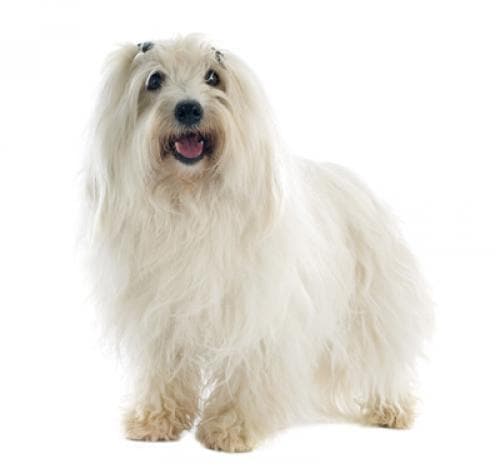 /perros/coton_de_tulear.jpg