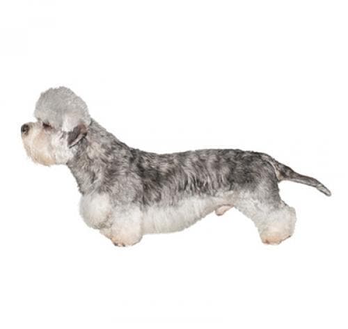 /perros/dandie_dinmont_terrier.jpg