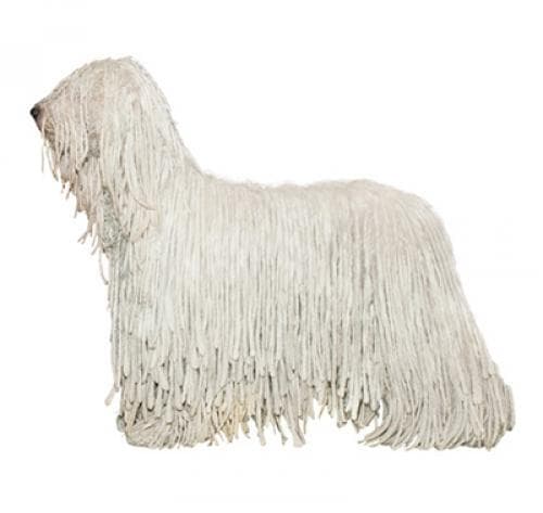 /perros/komondor.jpg