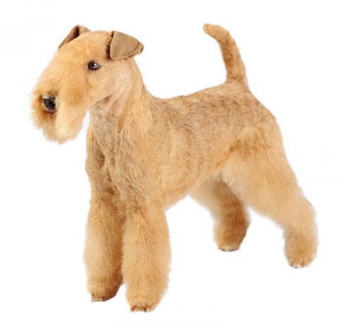 /perros/lakeland_terrier.jpg