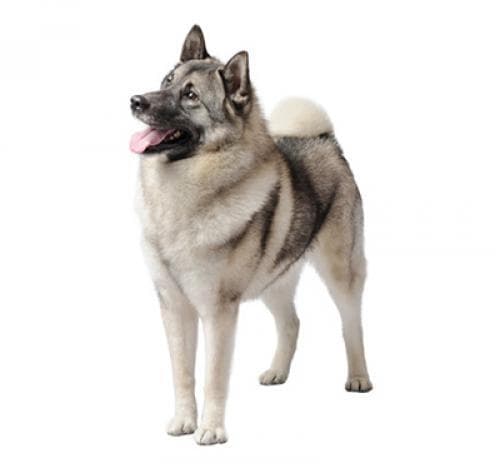 /perros/norwegian_elkhound.jpg