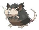 /pokemon/tn_raticate_alola.jpg